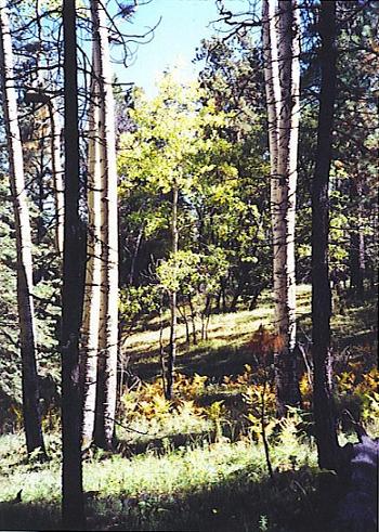 Aspens in Argentina Canyon c. Lanelli 2004