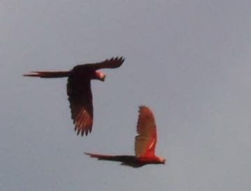 Macaws c. Lanelli 2006