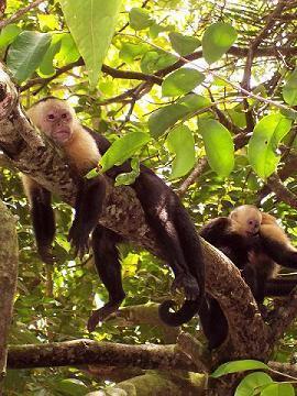 Howler Monkeys c. Lanelli 2006