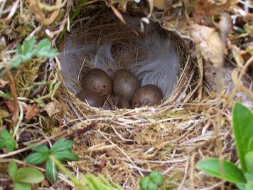 Nest of Pippet's Eggs c. Lanelli 2007