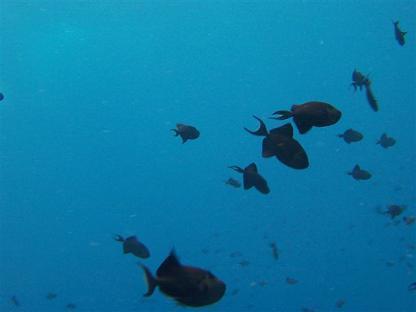Schooling Triggerfish c. Lanelli 2007