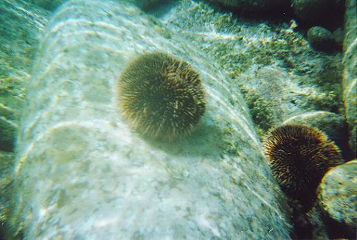 Sea Urchin c. Lanelli 2007