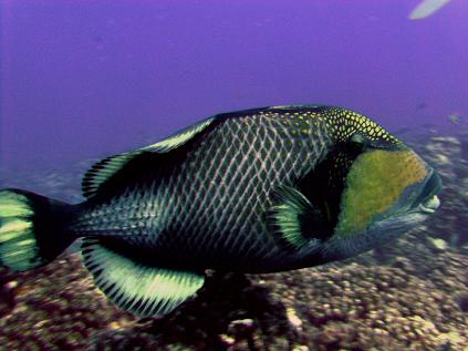  Titan Triggerfish c. Lanelli 2007