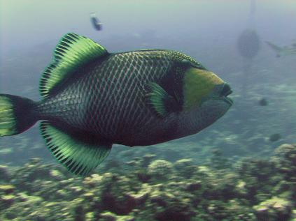  Titan Triggerfish c. Lanelli 2007