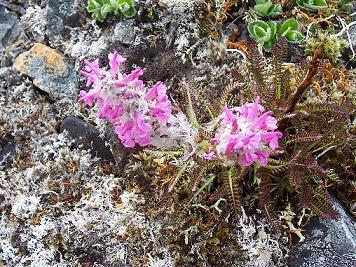 Tundra Wildflowers c. Lanelli 2007